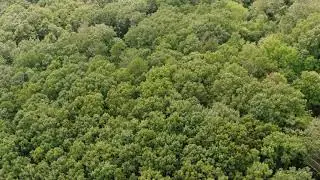 No Copyright - Beautiful Green Forest Drone View 4K
