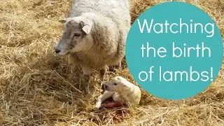Lambs being born at Hesketh Farm Park