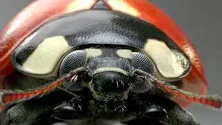 Ladybug 2 Ornatrix fur 3D model turn table