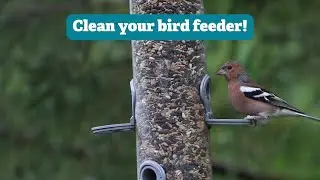 Want to Help Birds This Autumn? Start by Cleaning Your Bird Feeder!