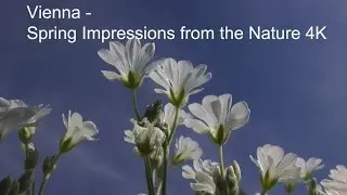 Vienna - Nature And Spring Impressions - 4K