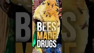 This Honey Gets You High?! The Weirdest Natural Drug on Earth 🍯#MadHoney #WeirdScience #BeeFacts
