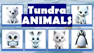 Flashcards: Tundra Animals