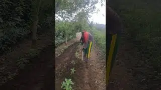 Sarjana jadi petani #petanimillenial #petani #agriculture #petaninyamilenial #farming