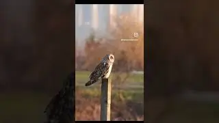 Short eared owl in the big city - documenting #urbanwildlife in YVR 🇨🇦 visit my Patreon for more