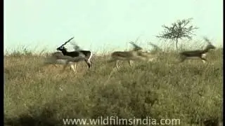 Blackbucks grazing in the wilderness of Karera Wildlife Sanctuary
