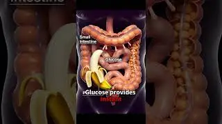 bananas provide a fast and natural energy boost inside the body. #3danimation#viral #pleasesubscribe