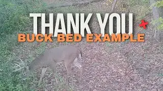 Real Buck Bed Example - Appreciation