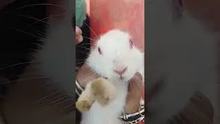 #patlover #pat hello mera naam hai bunny bunny|imposter #rabbit #cute #bunny #pets