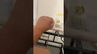 Snowflake is geting debunked a lot in one day #goofy #bird #cutebirds #cockatiel #transaction #like