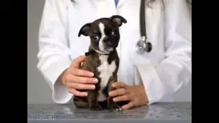 Briarcrest Veterinary Clinic - Dental Care - Bryan TX 77802