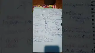 Neuron structure 💯...easy diagram of neuron with labelling of humans 😇☺️
