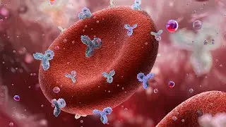 Rhogam for Rh negative in Pregnancy
