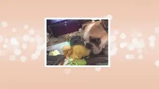 baby ducklings slideshow