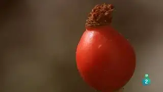 Biom&iacute;mesis: Biogeometr&iacute;a | Grandes Documentales