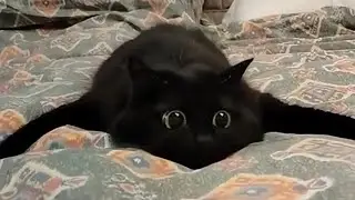 Try Not to Laugh 😂 | Funniest Animal Videos That Went Viral