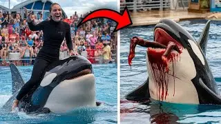 The Terrible Last Moments of Orca Trainer Maris Ellington!