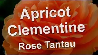 Роза Эприкот Клементин (Apricot Clementine) Тантау