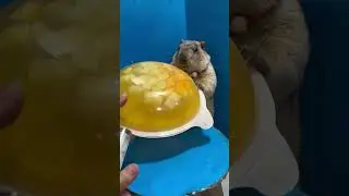 Groundhog&rsquo;s Hilarious Reaction to Growing Jelly Magic! 😂🍮