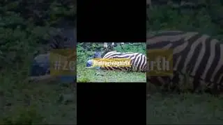 zebra giving birth                          #zebragivingbirth