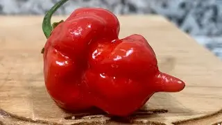 Mutant Moruga by Ghostwolf Pepper Co.! Happy Thanksgiving to all of you! I love you all!