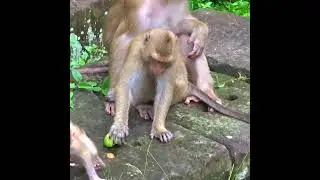 #810 #shorts #shortvideo #short #monkey #animal #wildlife #monkeylove