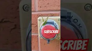 Curious grasshopper tries to push the big red button⛔️