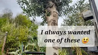 Olive Tree purchase, a good deal?