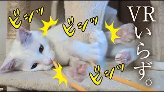 あなたの目の前で、猫が遊び動画です。