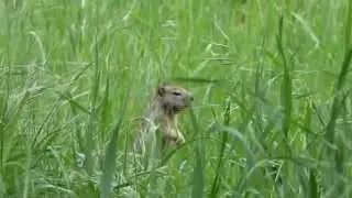 Ground squirrel Mating Call
