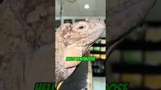 Неоспоримое ДОКАЗАТЕЛЬСТВО того, что у рептилий есть эмоции!! 🐊🫶