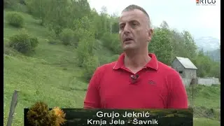 KRNJA JELA   PORODICA JEKNIC   PROIZVODNJA KUPUSA I KROMPIRA