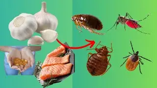 STOP MOSQUITOES, BEDBUGS, FLEAS,TICKS & MORE FROM BITING YOU #NATURAL #insectrepellent #bedbug
