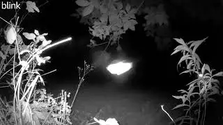 Family of fat coons and the moth who stole the show