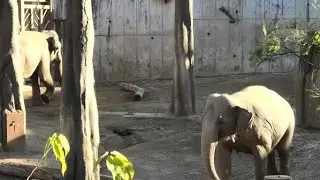 Asian elephant, Antelope, Water buffalo アジア象、カモシカ、水牛　Tama Zoological Park