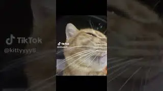 #Funny Cat Videos#CatsofTwitter#FunnyCats#CatVideos#LaughingCats#CatComedy# Cute Cat Videos