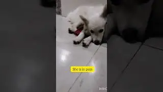 My dog Heat cycle.. she is in pain🥺🧿🐶🐾#shorts #dog #cute #dog