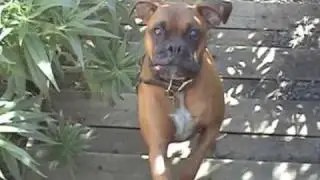 Nuisance dogs #52 barking on the path