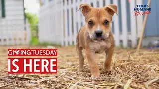 #GiveLove to Texas Humane Heroes for GivingTuesday 2021