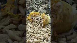 Tangerine vs Maggots Time Lapse Black Soldier Fly Larvae #shorts