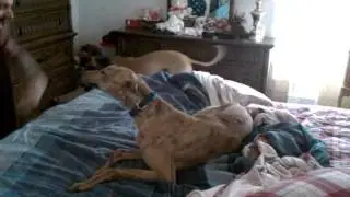 Ching the spinning greyhound