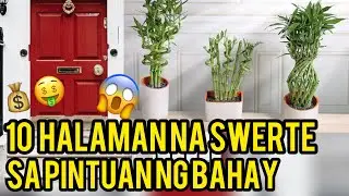 10 HALAMAN NA SWERTE SA PINTUAN NG BAHAY MO! | 10 Lucky Plants for the Front Door!