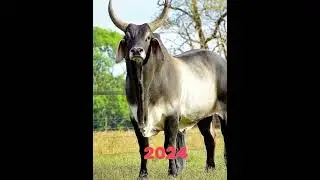 2023 Zebu and 5000 BCE Zebu  || Mythical MC || #edit #5000bce #foryou #fishing #animals #fish #bass