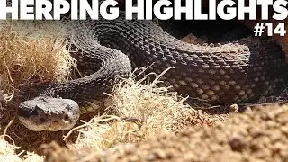 Herping Highlights #14 - WORLD'S FIRST SITCOM herping video!!!