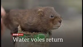 Water voles brought back to the Lake District (UK) 17/Aug/2023