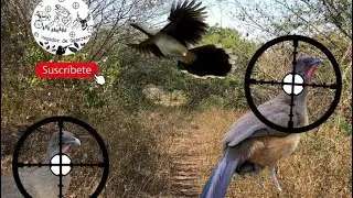 Cacer&iacute;a de ch&aacute;chalaca con avenger X .22