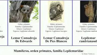 Mam&iacute;feros, orden primates, familia Lepilemuridae mammal Comadreja Futuremono Blancos Dientes Pies