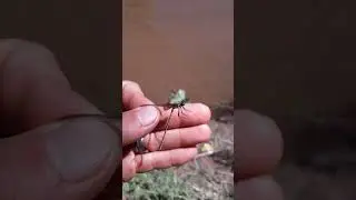 Metallic Red Damselfly! #arizonanature #insectcollecting #insectadventures #insects