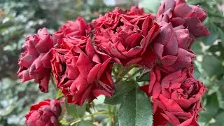 Роза Кларет Пикси ( Rose Claret Pixie ) почвопокровная 5 октября 2021&nbsp;г.