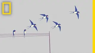 How Many of These Birds Do You Know? | Short Film Showcase